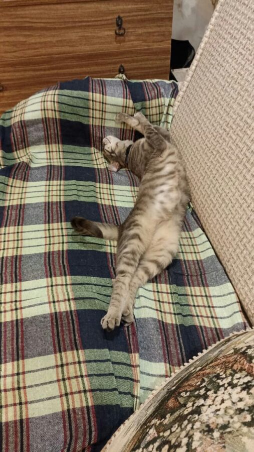 Кот, замурованный в контейнере в электричке, живет шикарно в Тверской области