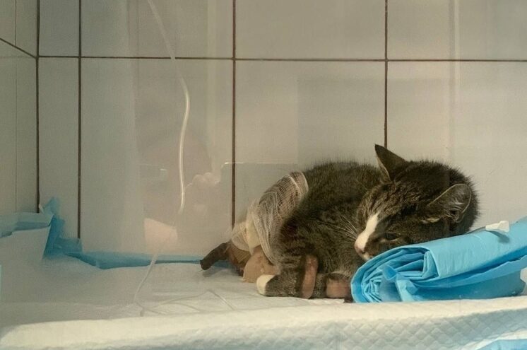 Изнасилованного в Тверской области кота Гришу без операции не спасти Изнасилованного в Тверской области кота Гришу без операции не спасти