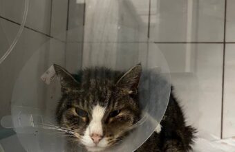 Фонд рассказал о состоянии кота Гриши, ставшего жертвой зоофила в Тверской области Фонд рассказал о состоянии кота Гриши, ставшего жертвой зоофила в Тверской области