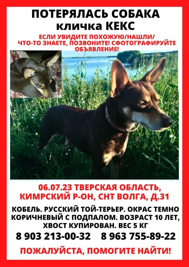 Жителей Тверской области очень просят помочь найти Кекса