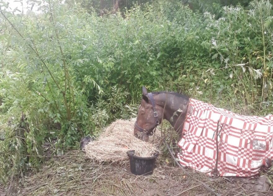 Московские спасатели семь часов вытаскивали лошадь из реки в Тверской области Московские спасатели семь часов вытаскивали лошадь из реки в Тверской области