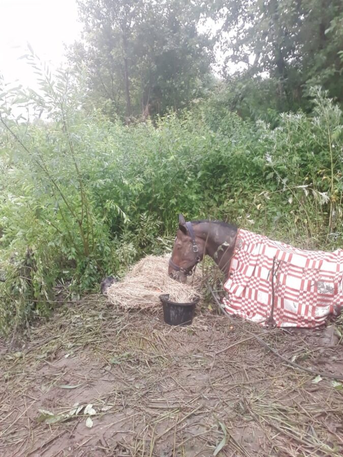 Московские спасатели семь часов вытаскивали лошадь из реки в Тверской области Московские спасатели семь часов вытаскивали лошадь из реки в Тверской области