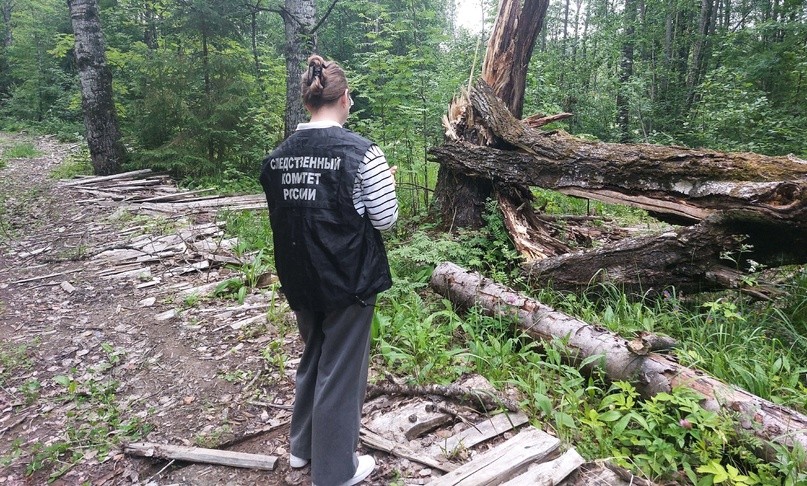 В Тверской области на подростка упало дерево