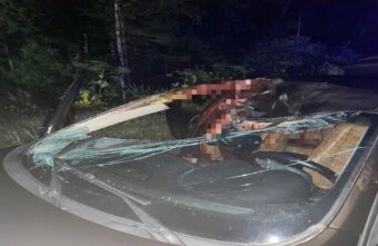 В Тверской области произошло жуткое ДТП с участием лося и иномарки