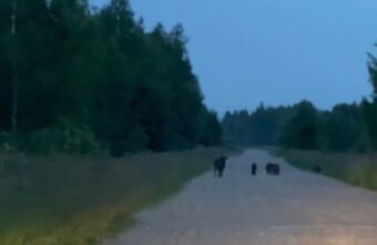 Жительница Тверской области встретила на дороге прогуливающихся кабанов