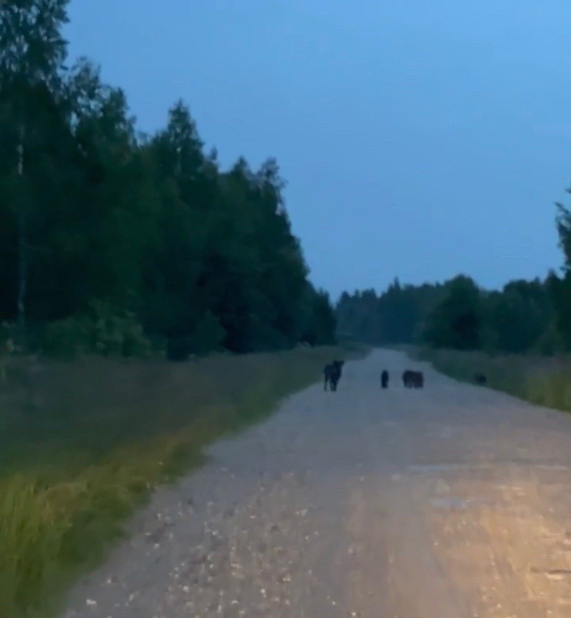 Жительница Тверской области встретила на дороге прогуливающихся кабанов