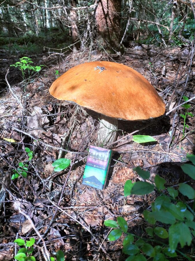 Стало известно, где под Тверью растут грибы-рекордсмены
