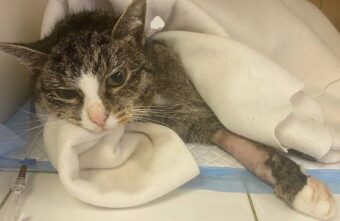 Изнасилованного в Тверской области кота Гришу прооперировали Изнасилованного в Тверской области кота Гришу прооперировали