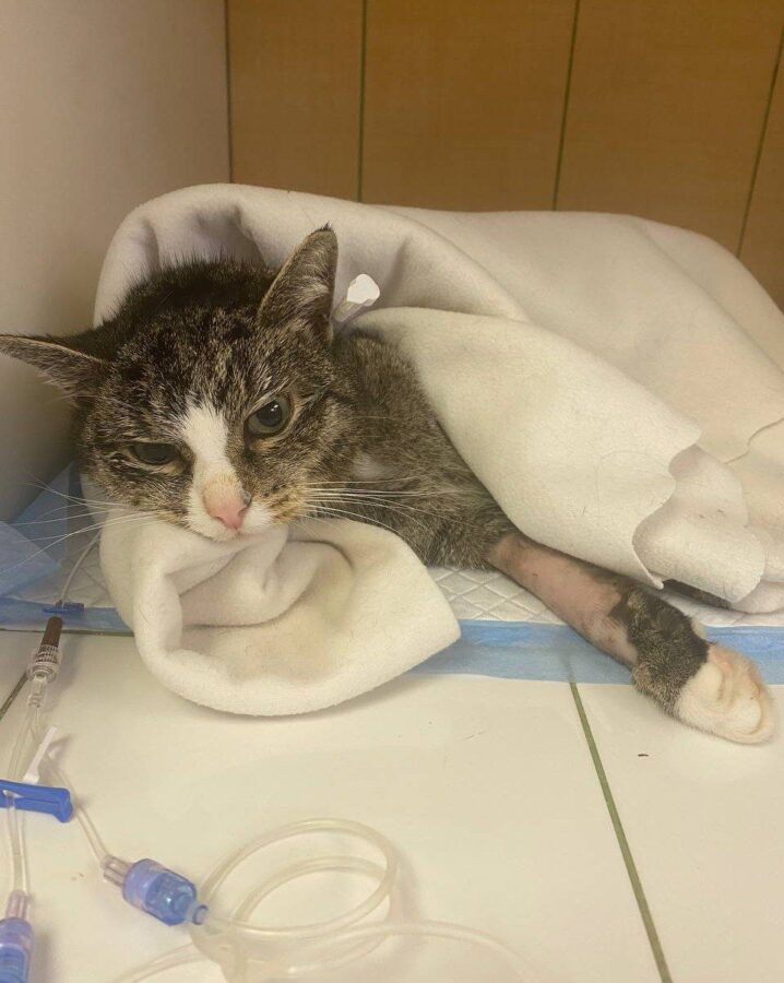 Изнасилованного в Тверской области кота Гришу прооперировали