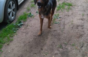 В Тверской области ищут новый дом для пса разведённой пары В Тверской области ищут новый дом для пса разведённой пары