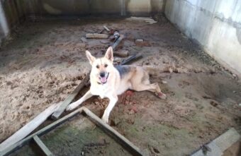 В Тверской области нашли хозяев больной собаки из заброшенного дома