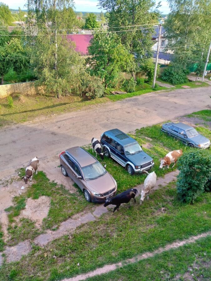 Город в Тверской области животные превратили в пастбище
