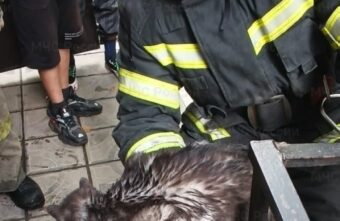 В Тверской области спасли кота, застрявшего в системе для полива В Тверской области спасли кота, застрявшего в системе для полива