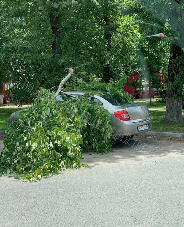 Повезло или нет: в Твери на стоящую машину упала ветка