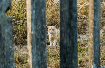 В Тверской области живодёры застрелили кота В Тверской области живодёры застрелили кота