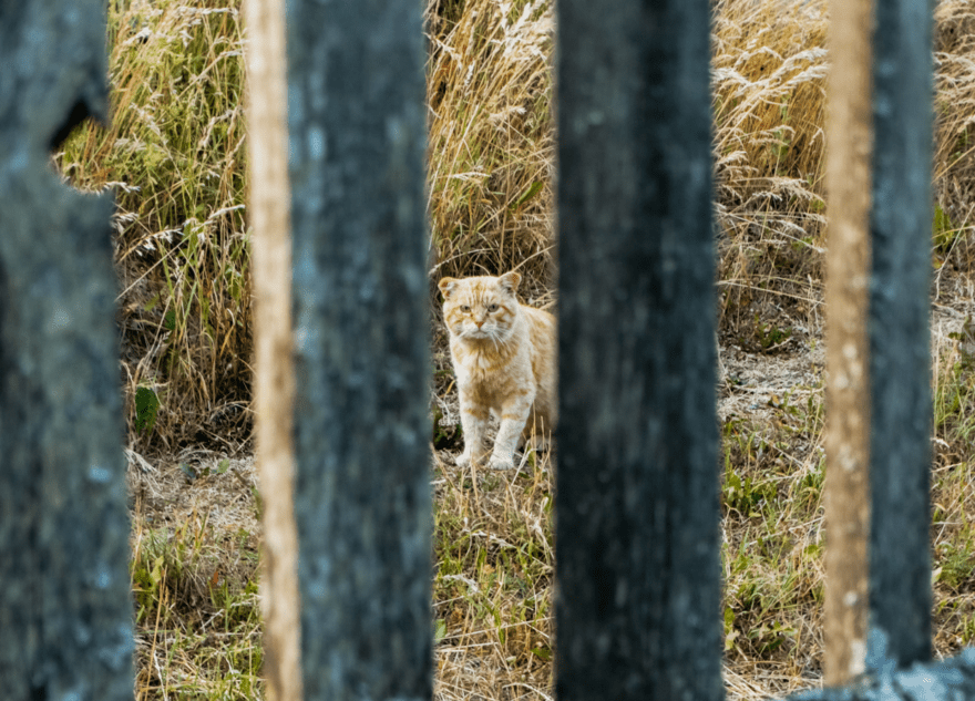 В Тверской области живодёры застрелили кота