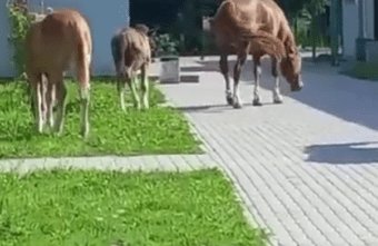 Табун лошадей «объедает» город в Тверской области Табун лошадей «объедает» город в Тверской области