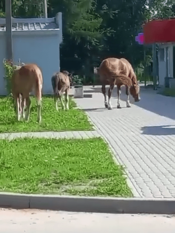 Табун лошадей «объедает» город в Тверской области