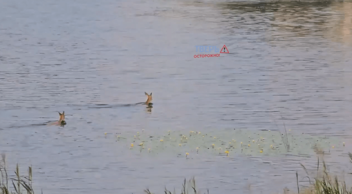 У реки в Твери заметили оленью пару