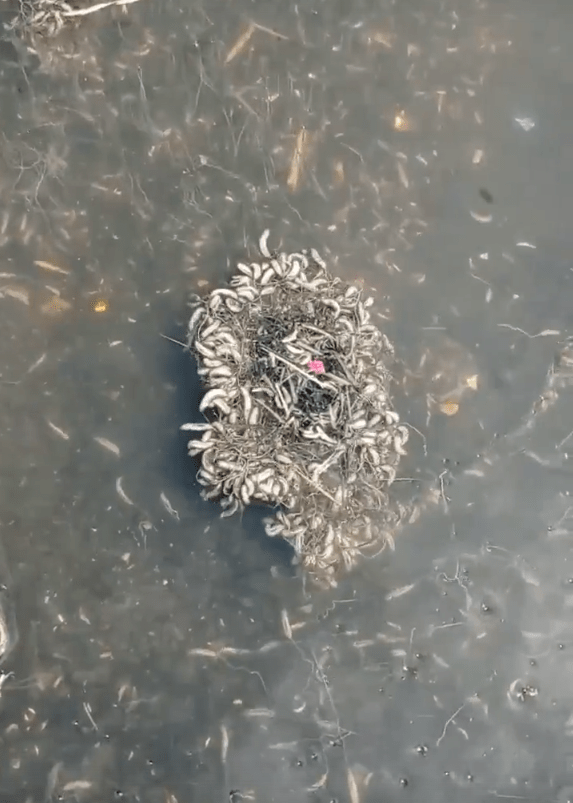 В жилом комплексе под Тверью в лужах плавают опарыши В жилом комплексе под Тверью в лужах плавают опарыши