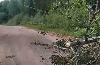 В Тверской области не убирают упавшее на провода дерево В Тверской области не убирают упавшее на провода дерево