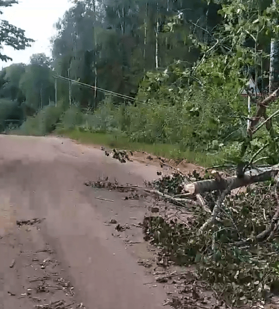 В Тверской области не убирают упавшее на провода дерево