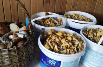 Жители Тверской области возвращаются из леса с полными корзинами грибов