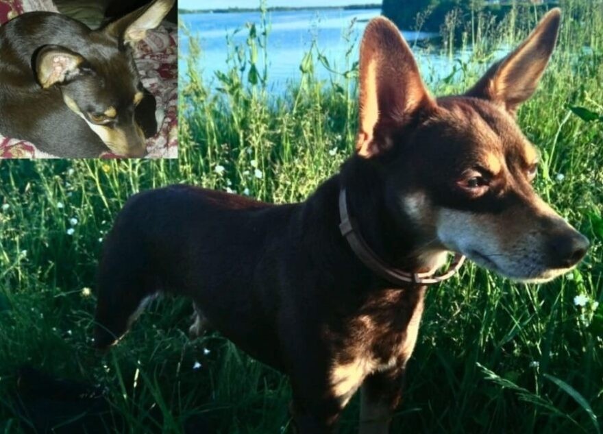 Жителей Тверской области очень просят помочь найти Кекса