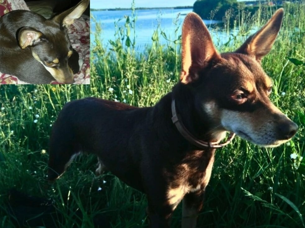 Жителей Тверской области очень просят помочь найти Кекса