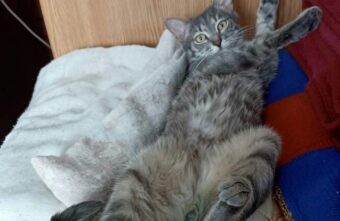 Кот, замурованный в контейнере в электричке, живет шикарно в Тверской области Кот, замурованный в контейнере в электричке, живет шикарно в Тверской области