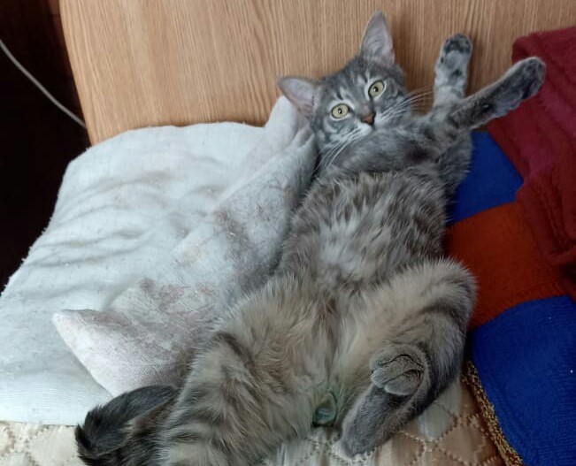 Кот, замурованный в контейнере в электричке, живет шикарно в Тверской области