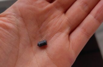 Под Тверью живодер расстреливает кошек из пневматики Под Тверью живодер расстреливает кошек из пневматики