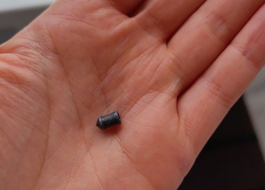 Под Тверью живодер расстреливает кошек из пневматики