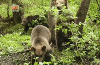 Медвежата в Тверской области показали рекордный рост Медвежата в Тверской области показали рекордный рост