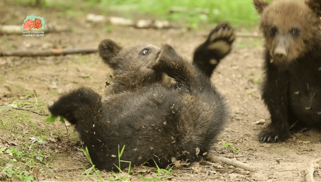 Тверские биологи рассказали, что люди и медведи видят лес по-разному