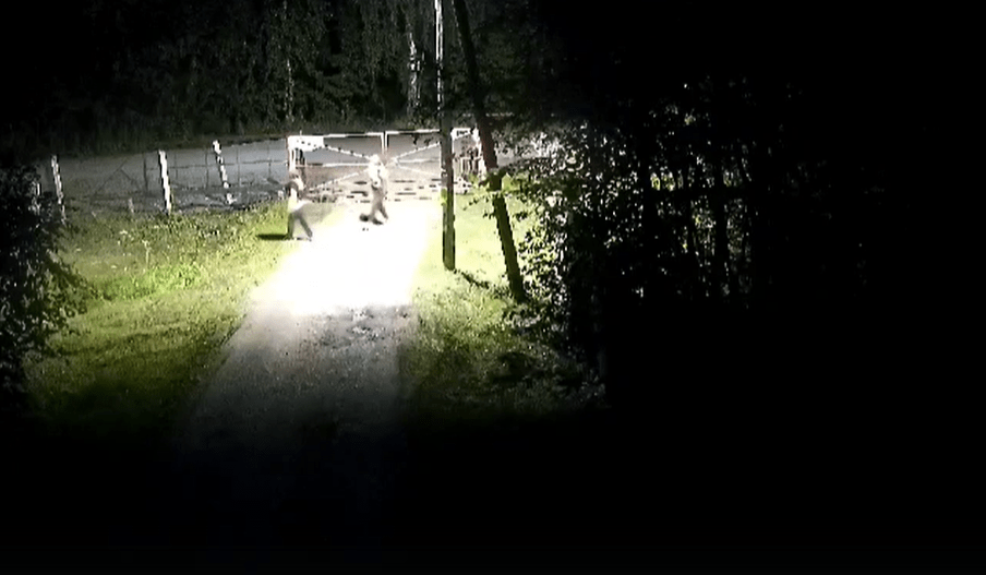 Молодые вандалы громят дачи под Тверью