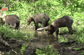 От жажды медвежат в Тверской области спасли дамбы