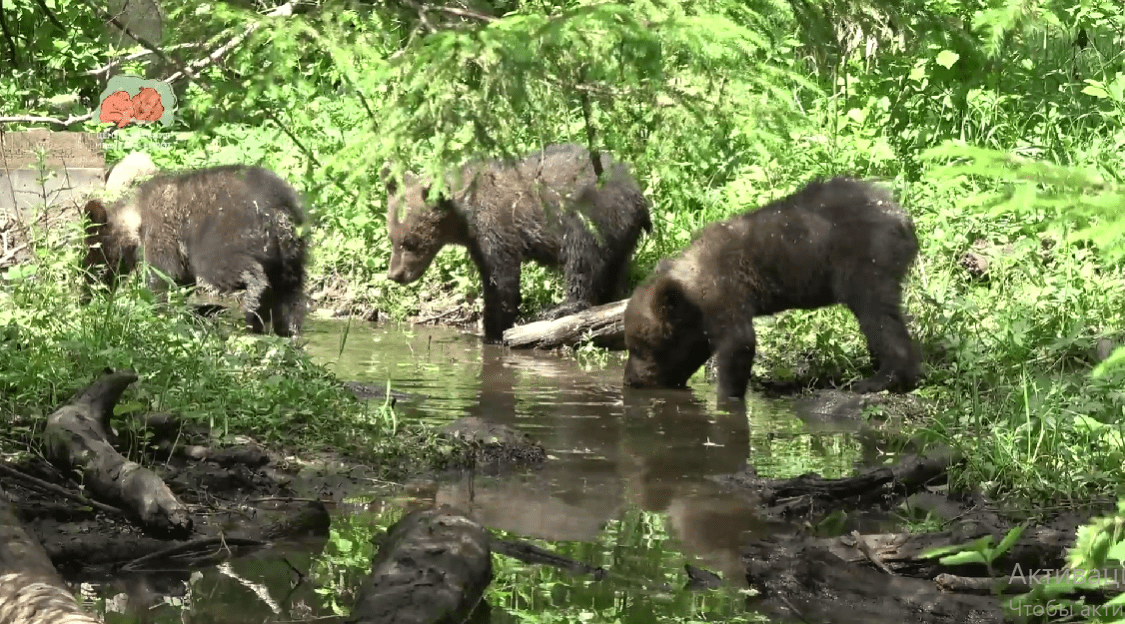 От жажды медвежат в Тверской области спасли дамбы От жажды медвежат в Тверской области спасли дамбы