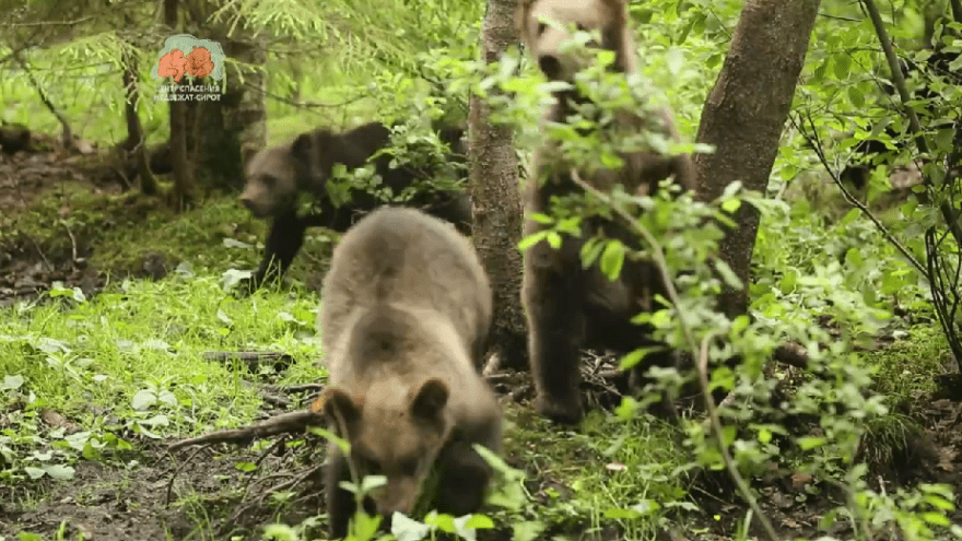 Медвежата в Тверской области показали рекордный рост