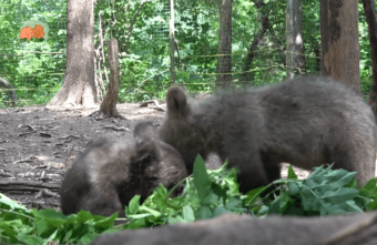 Продолжение следует: в Тверской области показали начало медвежьего пира   Продолжение следует: в Тверской области показали начало медвежьего пира