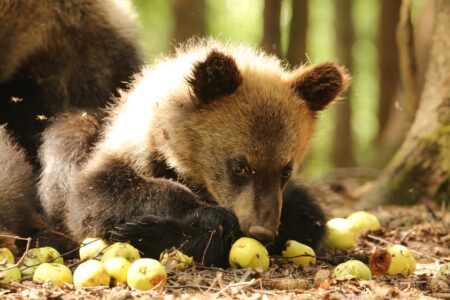 Медвежата-сироты устроили яблочную фотосессию в Тверской области Медвежата-сироты устроили яблочную фотосессию в Тверской области