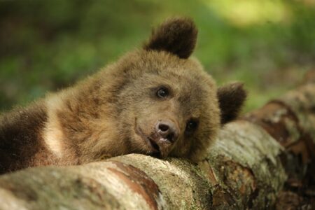 Скоро домой: медвежата-сироты устроили прощальную фотосессию в Тверской области Скоро домой: медвежата-сироты устроили прощальную фотосессию в Тверской области