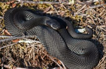 В Тверской области подросток попал в больницу после встречи со змеёй