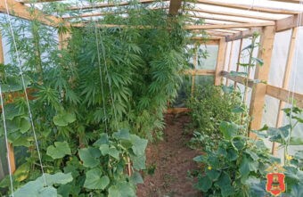 В Тверской области мужчина вырастил в теплице больше 17 килограммов конопли В Тверской области мужчина вырастил в теплице больше 17 килограммов конопли