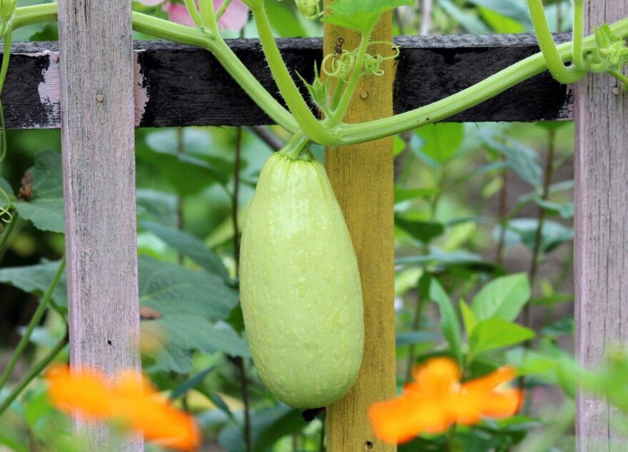 Диетолог раскрыла полезные свойства кабачков