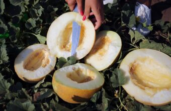 Роскачество: нажмите и постучите по дыне, чтобы выбрать самую спелую Роскачество: нажмите и постучите по дыне, чтобы выбрать самую спелую