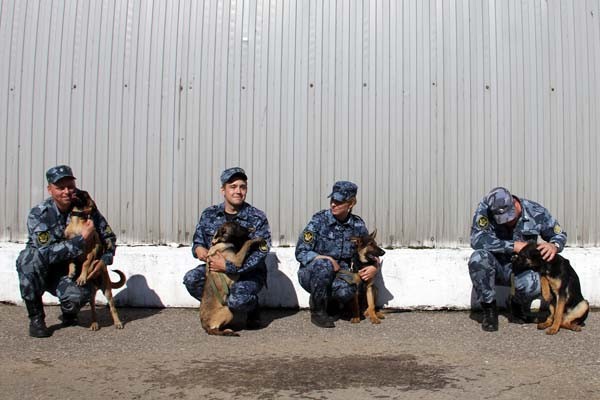 На службу в Тверской области поступили четыре ушастых бойца