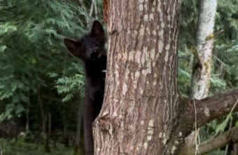 В Тверской области хозяева необычного питомца просят вернуть его домой