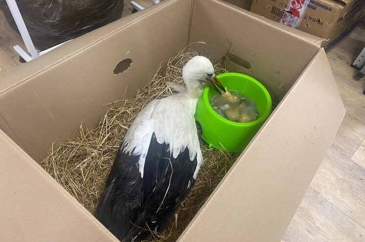 В Москве прооперировали аиста, которого спасли в Тверской области В Москве прооперировали аиста, которого спасли в Тверской области