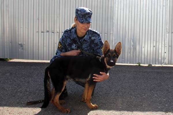 На службу в Тверской области поступили четыре ушастых бойца